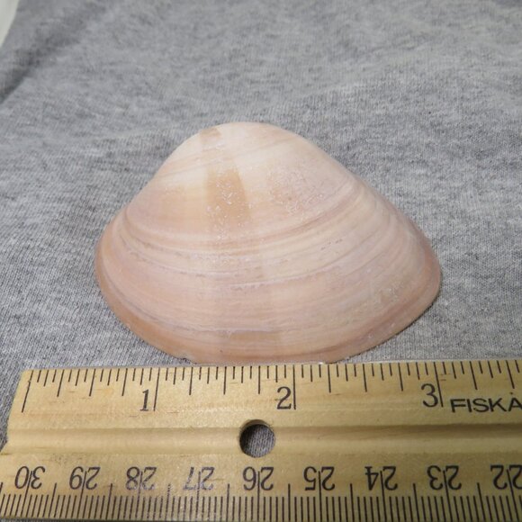 Real Sea Shells Vintage (2) Sandcastles Mr. Sandman OVER 5 POUNDS - Picture 5 of 14